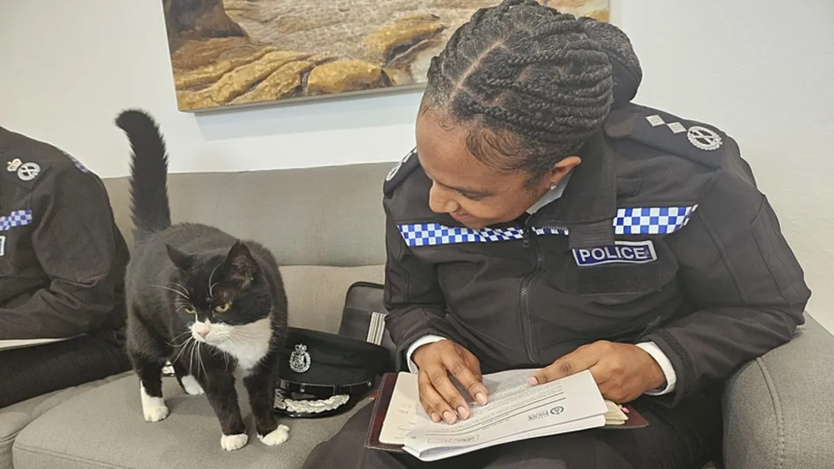 İngiltere’de kedi seçim heyecanına katıldı: ‘Oy kullandığı’ görüntüler paylaşıldı
